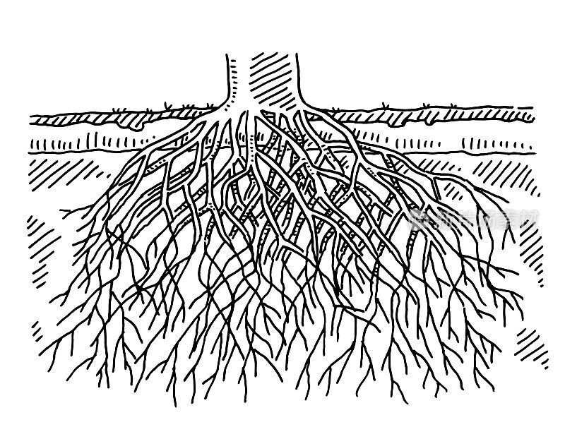 Tree Root Cross Section Drawing